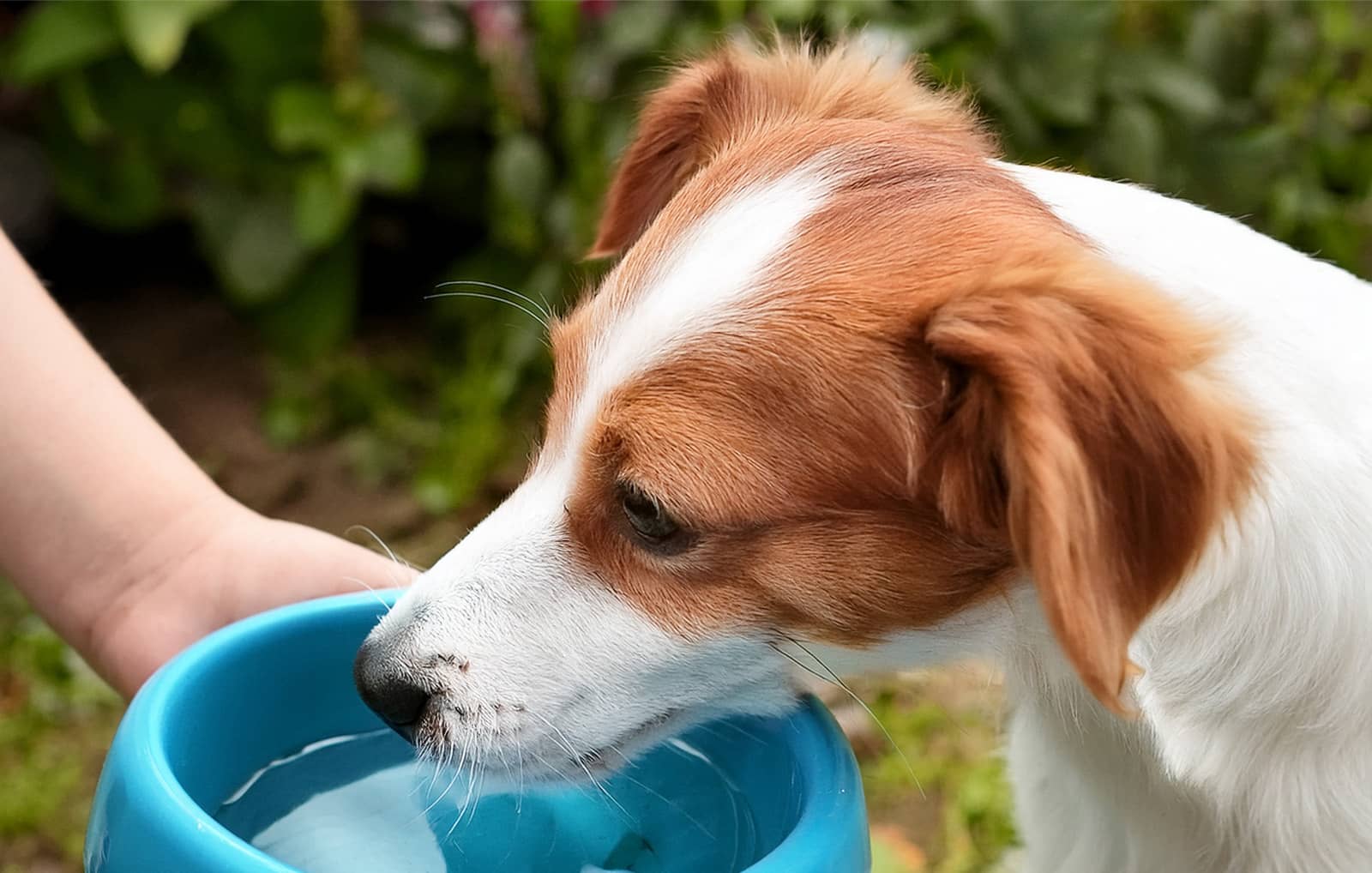 水を飲む犬の写真