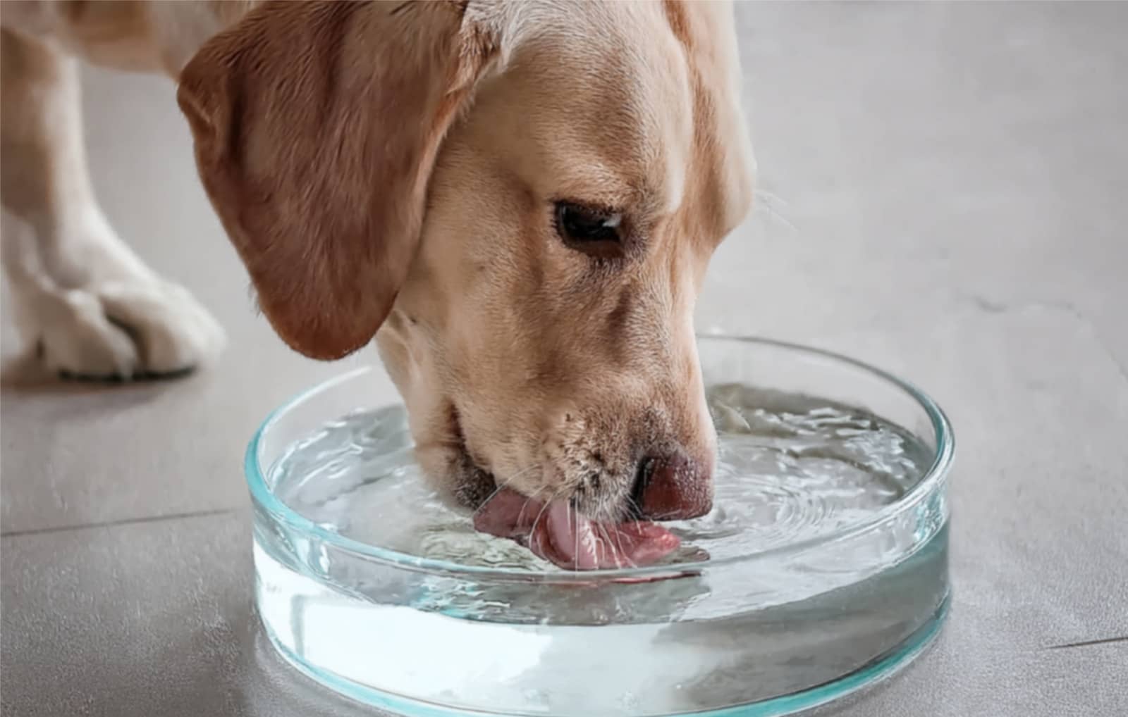 水を飲む犬の写真